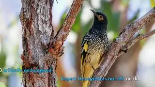 Welcome to Cessnock  Our bushland video with Tim Faulkner
