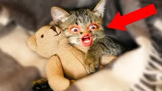 THE GREATEST CAT TO EVER LIVE. (Stray | Part 4)