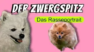 Der Zwergspitz/ Pomeranian - Der kleinste Deutsche Spitz im Rasseportrait