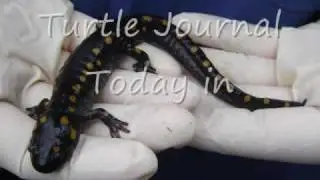 Spotted Salamander Larvae Development in SouthCoast Bog