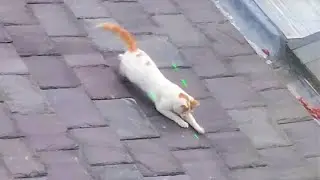 Laser Pointer Gets the Better of Confused Cat