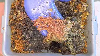 Приближается заполнение мощного контейнера для вермикомпоста Red Wiggler, рассчитанного на 192 дня.