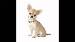les plus petit chien du monde