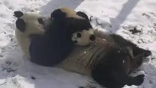 BABY PANDA  -  HUGS, CUDDLES and EPIC CUTENESS WITH MOM - SUPER ADORABLE!