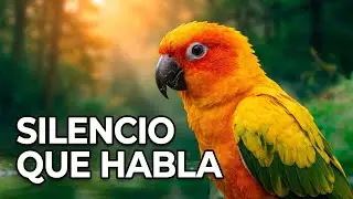Aves majestosas al amanecer | Naturaleza en 4K