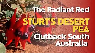 The Radiant Red Sturt's Desert Pea