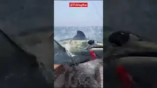 Будьте бдительны, ловя голубого марлина😳🔱 | 🎥от: @fishingfins