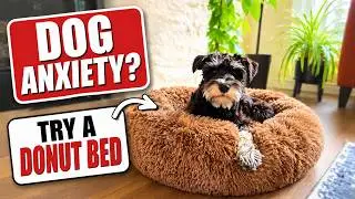 Is This the Best Dog Bed for Anxiety? | Petloox Donut Bed Review