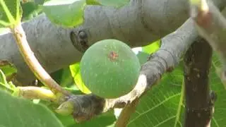 A fig tree with fruit at Taninim Nature Reserve, Israel