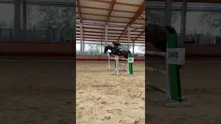 Das erste Mal 1.40 m 🎉🐴 Springtraining mit Fips und Ludo - S Springen Oxer #pferde #springreiten