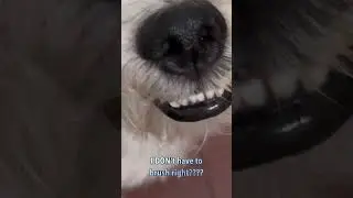 Perfect teeth😁 #dog
