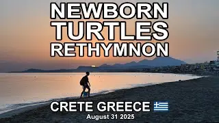 NEWBORN TURTLES RETHYMNON CRETE 2025 (4K)