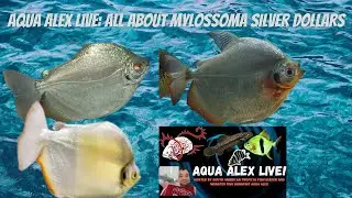 Aqua Alex LIVE: All About Mylossoma Silver Dollars