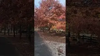Mount Macedon Autumn leaves 2025 #goplaces1#streetview #autumn #melbourneaustralia
