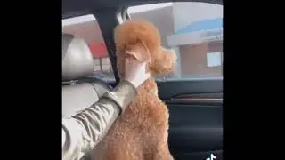 Funny dog haircut fails🐶