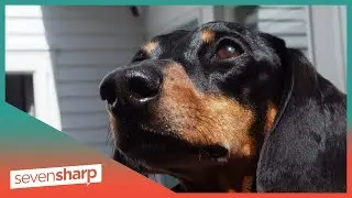 Auckland’s Wiener Dog Derby