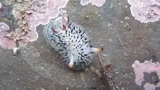 Black Spiny Tipped Dorid (Acanthodoris rhodoceras) Frenchman's Reef