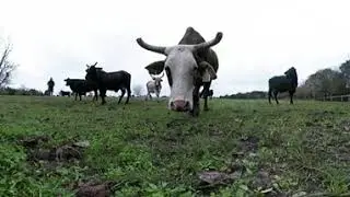 360&deg; Cows