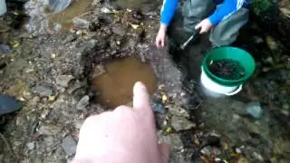 Gold panning in Wicklow Ireland