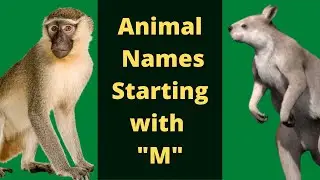 Animals Starting with M | Learn Animal Words That Start With Letters M | Animals Names In English