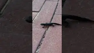 alpensalamander in Limburg