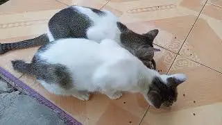 CAT Lover - Tilapia Fish Pond - Cat Eats Fish Pellets