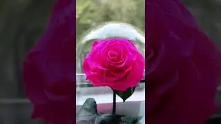 INFINITY ROSE does not fade up to 5 years (infinityroze.lv)