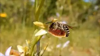 Ophrys illyrica + Andrena pandellii Best&auml;ubung, Probleme beim Losl&ouml;sen