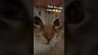 Tyyy🥹🥳 #winterthecat #cat #catshorts #edit #140subs #tysm #fypシ゚viral