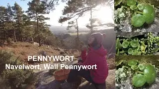 Pennywort. Navelwort. Wall Pennywort. Rau rừng. Best wild salad. How to identify and use Pennywort
