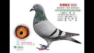 【好鴿郭先釧】紀錄鴿 -19 914853：19年桃園強宏春季四關綜合6位3382羽殘10羽