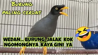 BURUNG JALAK KEBO BISA NGOMONG