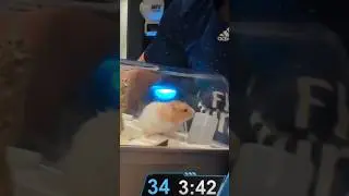W2S brings his HAMSTER on Stream