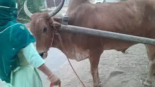 Bullock cart ridding k time  y kya hua 😮😒/my routine work