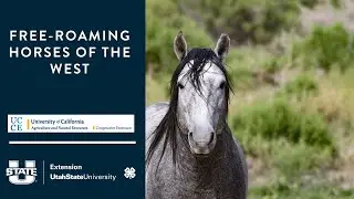 Free-Roaming Horses of the West