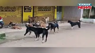 Koraput: Rising Dog Attack Panic, Minor Seriously Injured | Details