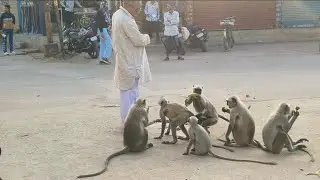 आज हमारे मोहल्ले में बदमाश बंदर आ गए || badmash bandar comedy || Ikram Ka Safar 