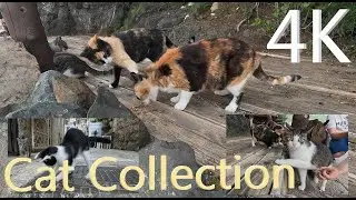 Funny cats in different situations on the street