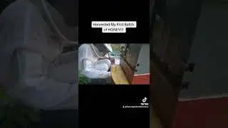 Flow Hive Honey Harvest