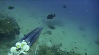 Malabar grouper - m&eacute;rou malabar - epinephelus malabaricus