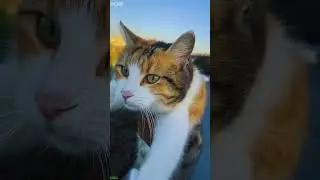 Funny Cats 2025 😼 Cute Cats Kittens 🥰 # Part 1170