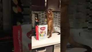 Me sneaking into the kitchen at 3am for some sweets #kinkajou #sweettooth