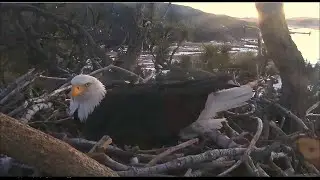 Big Bear Eagles ~ Proud Papa Shadow Incubates His New Egg! 💕💕 1.10.21