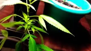 Weed plant