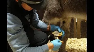 Del Boy the donkey's new shoes