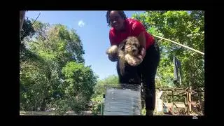 Friday Dog Bath  Day 🛁 🐶 /Tick & Flea Wash +Aloe Vera Shampoo 