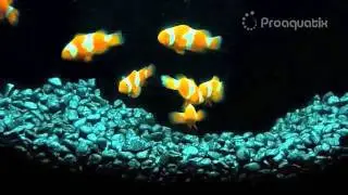 Proaquatix Tangerine Ocellaris Clown Fish