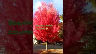 Autumn 💞 Vancouver BC 🥰 #fall #autumn #canada #vancouver #autumnleaves #beautiful
