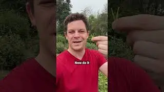 How To Pick Tea Leaves On The Tea Mountain!