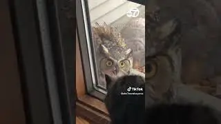 Cat guards house as owl stares intensely into home